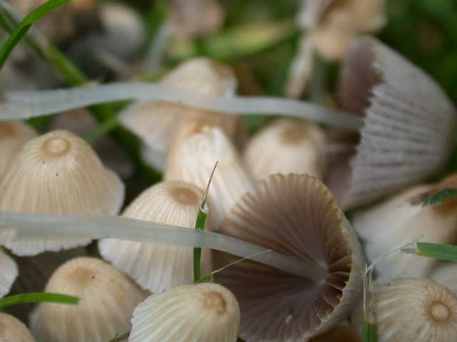 Coprinellus disseminatus